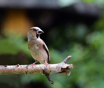 Grosbeak / ***