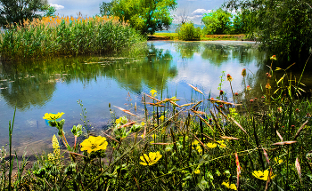 Ländliche Teich / ***