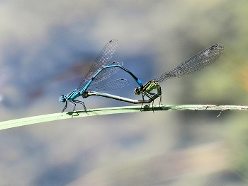 Hufeisen Azurjungfer / Paarungsrad der Klein Libelle