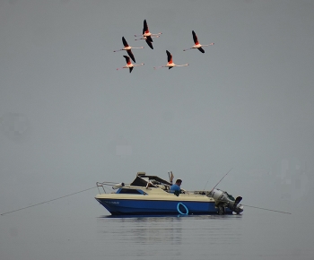 Delta de l'Ebre - vaixell i flamencs - Montsià / Delta de l'Ebre - vaixell i flamencs - Montsià