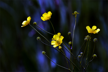 Butterblumen / Ranunculus acris