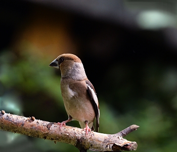 Grosbeak / ***