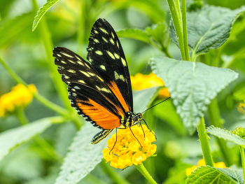 &nbsp; / schmetterling auf blüte