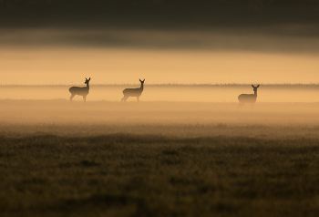 Morgendämmerung / ***