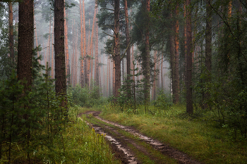 Morgen in den Wald / ***