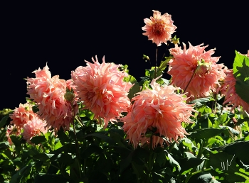 Chrysanthemen / https://www.youtube.com/watch?v=YIZZSauDE3w

https://www.youtube.com/watch?v=JYadETNgWMY

https://www.youtube.com/watch?v=2jSTxDgGqsI