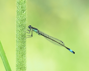 Am Ruheplatz / Große Pechlibelle (Ischnura elegans)
Auf Beute lauernd