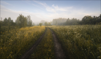 Straße in den Wald / ***