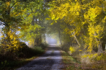 Sonnig Nebel / ***