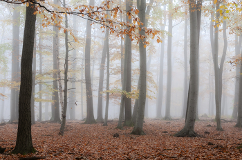 Herbstwald / ***