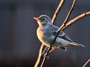 Grau Warbler / ***