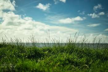 Gras, Wolken und Meer... / Gras am Deich an der Nordsee