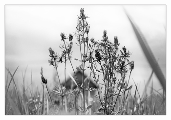 Gras in der Nähe des Hauses / ***