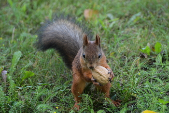 Eichhörnchen / ***