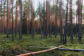 Morgen in einem Kiefernwald / ***