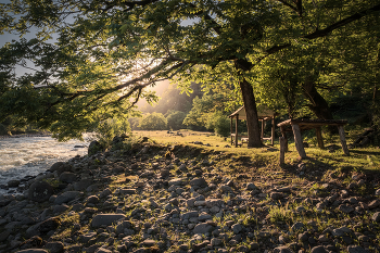 Hazel Tree By The River / ***