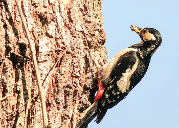 Dendrocopos major / Dendrocopos major