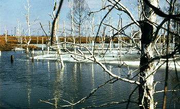 Der Frühling ist in den Sumpf / ***