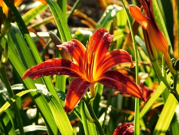 Herbstblumen / ***