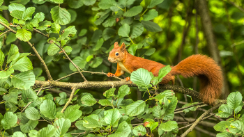 Hörnchen / Eichhörnchen auf Erkundungstour