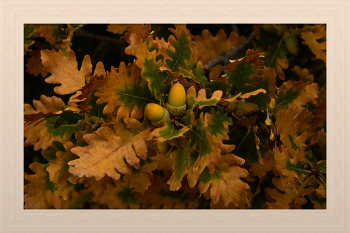 Herbst / ***