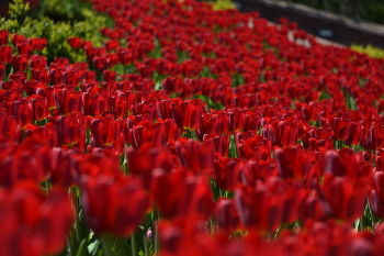 Tulips / ***