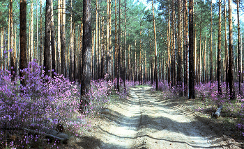 über den Frühling / ***