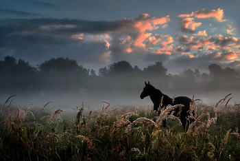 Früh am Morgen .... / ***