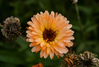 Calendula / ***