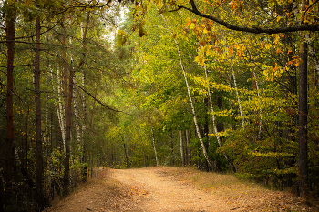 Herbst-Skizzen / ***