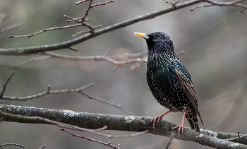 Starling. / ***