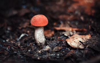 Orange-Schutzkappe Boletus / ***