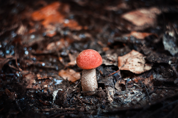 Orange-Schutzkappe Boletus / ***