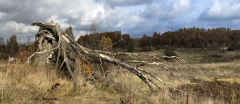 Old Tree / ***