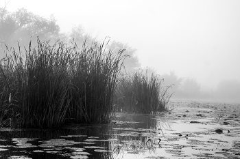 Herbstnebel. / ***