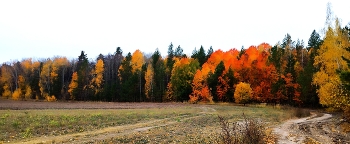 Winterwald / ***