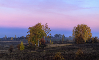 Redhead Herbst / ***