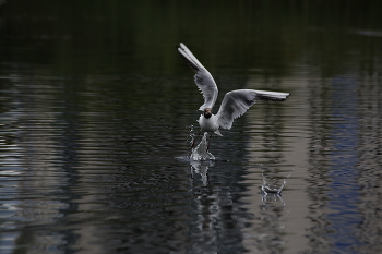 Tanz auf dem Wasser / ***