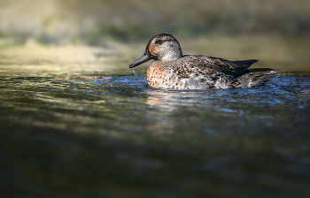 Green-winged Teal (male juvy) / Green-winged Teal