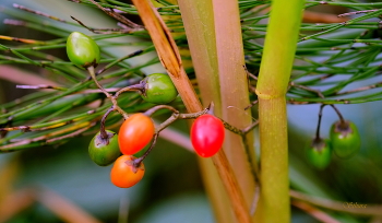 Berries / ***