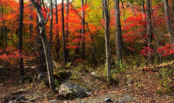 Autumn Walk / ***