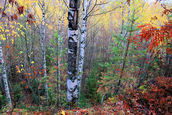 in den herbstlichen Wald / ***