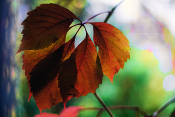 Herbst / ***