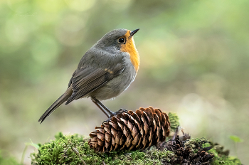 Vogelgesang / ***