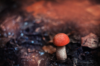 Orange-Schutzkappe Boletus / ***