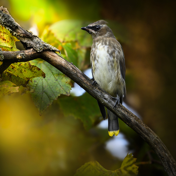 Cedar Waxwing (immature) / Cedar Waxwing (immature)