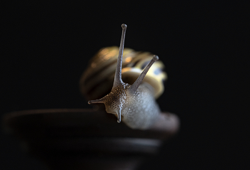 Nur Schnecke / ***