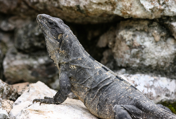 Ctenosaura acanthura / ***