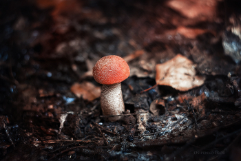 Orange-Schutzkappe Boletus / ***