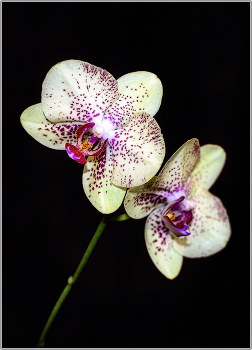 Orchid / ***